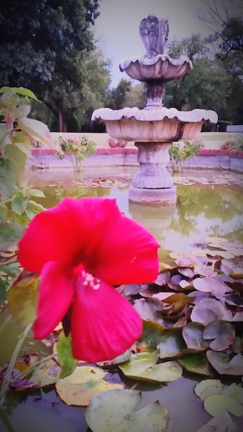 Foto close-up di un giglio d'acqua nello stagno