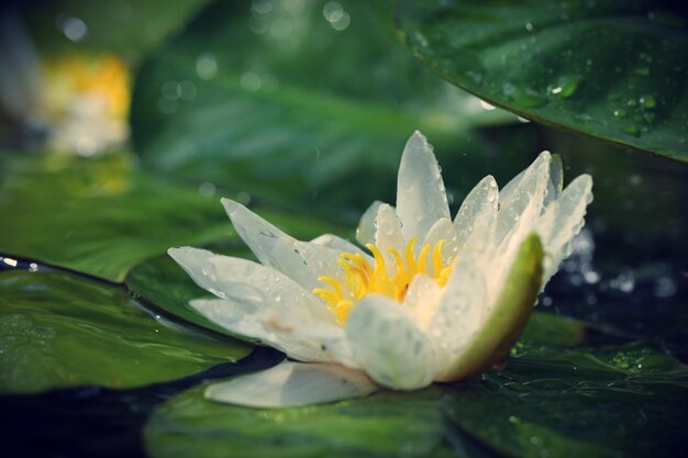 Close-up of water lily in pond