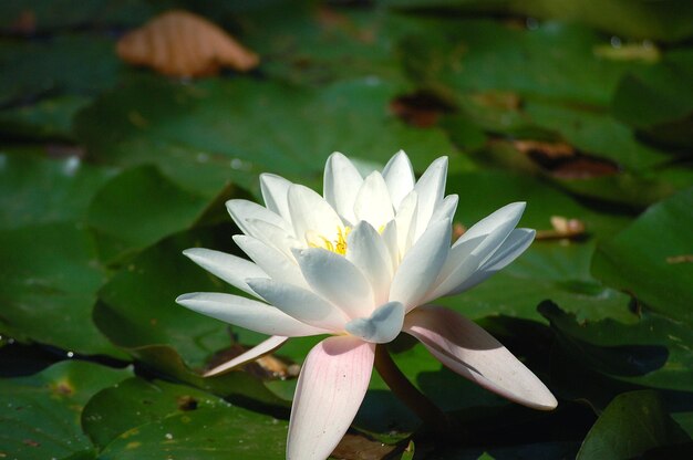 Close-up of water lily in pond