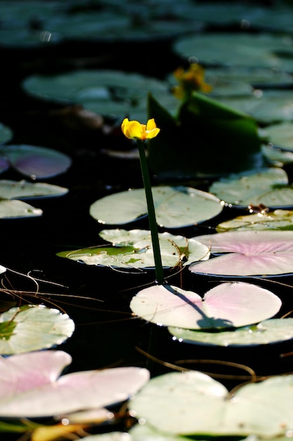 Foto close-up di un giglio d'acqua nello stagno