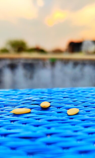 Close-up of water lily in swimming pool against lake