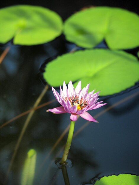 Close-up of water lily