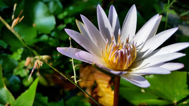 Close-up of water lily