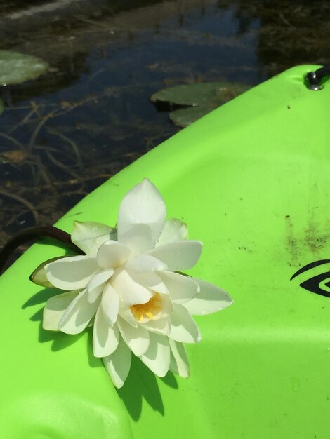 Foto close-up di un giglio d'acqua