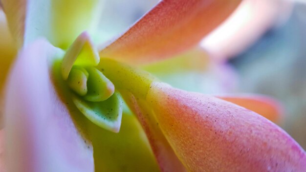 Close-up of water lily