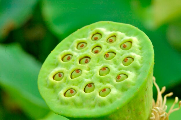 Close-up of water lily