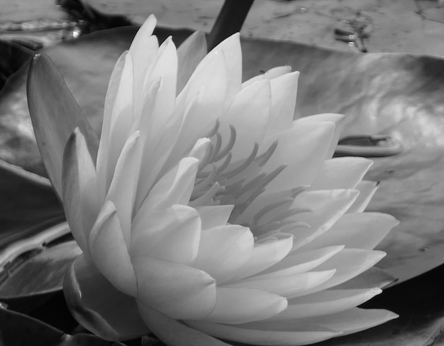 Photo close-up of water lily