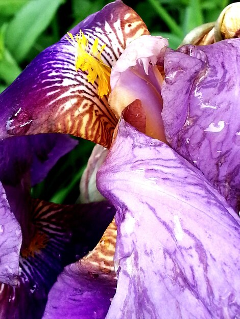 Close-up of water lily