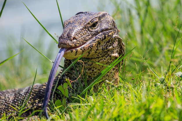 Close up Water monitor lizard