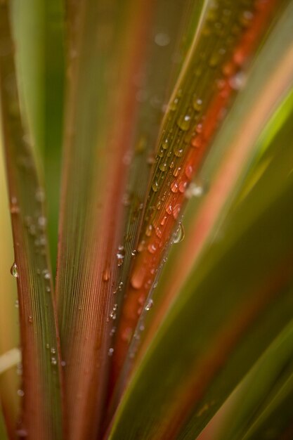 Foto prossimo piano dell'acqua sulla pianta