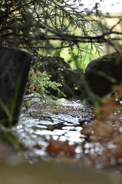 Photo close-up of water and plants in forest