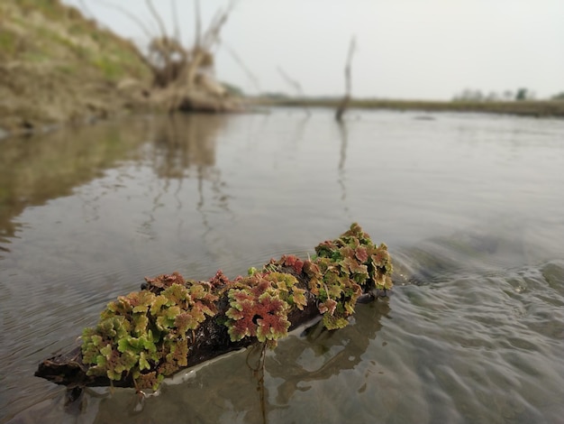 Photo close up water of river ganga with a abstract river plant and flower