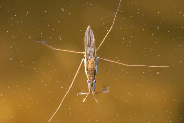 Close-up of water skater