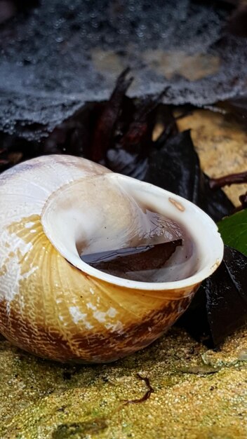 Close-up of water in snail shell