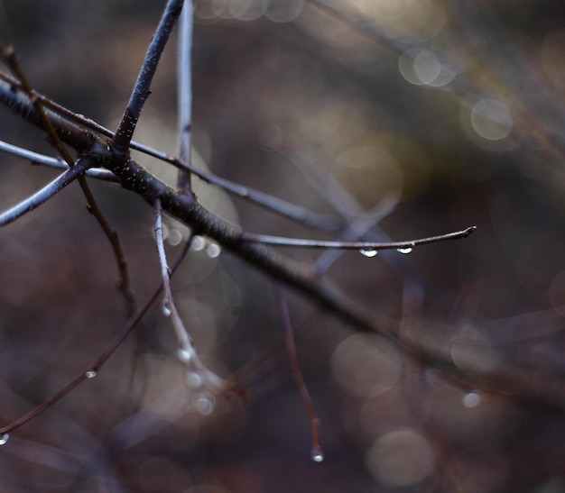 Photo close-up of water