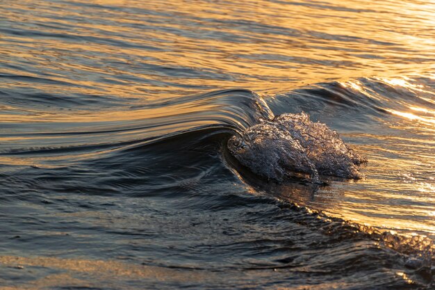 Foto prossimo piano dell'acqua