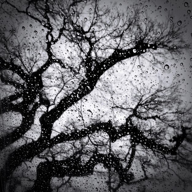 Photo close-up of waterdrops on glass against bare trees