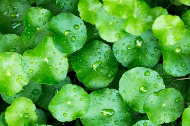 Close-up waterdruppel op Gotu Kola bladeren, Asiatische Pennywort, Indische Pennywort, groene blad achtergrond, Tiger Herbal