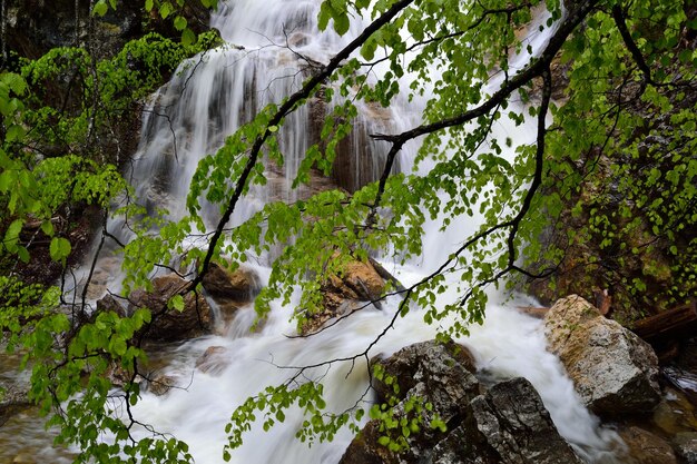 Close-up of waterfall against trees