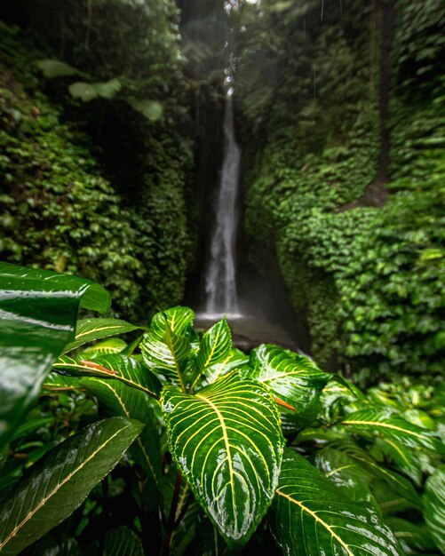 Foto close-up di una cascata in mezzo agli alberi della foresta