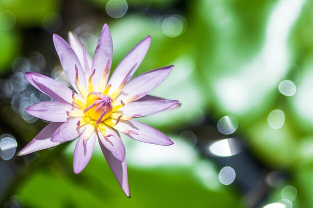 スイレンの花を閉じる