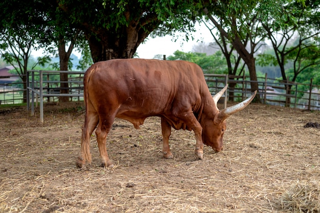 Close-up watusi stier (koning van de koe) gras eten