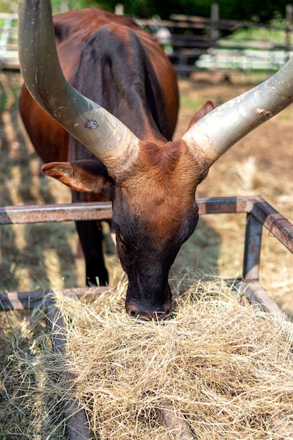Close-up watusi stier (koning van de koe) gras eten