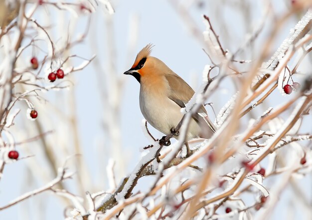 close up of a waxwing sits on a snowy branch with berries