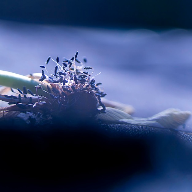 Close-up of weathered flower on furniture