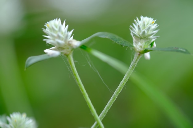 雑草のクローズアップ。熱帯地方の低木。野草の花。自然な背景。