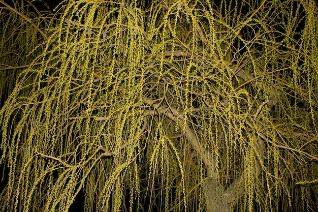 Photo close up weeping  willow on black background â royalty free stock photo. blooming  osier on dark sky with copy space.