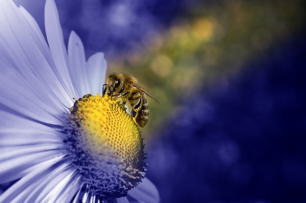 Close-up weergave van een bij op witte gele bloem met onscherpe achtergrond en blauwe toning