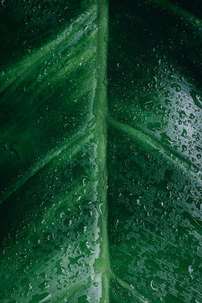 Close-up weergave van groen blad in de tuin donker behang concept natuur achtergrond tropisch blad