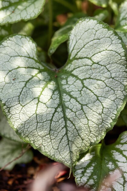 Close-up weergave van kleurrijke groene bladeren in de tuin Deer Lake Park