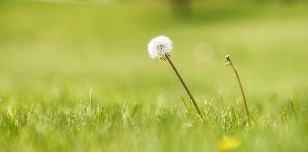 Close-up weergave van witte paardebloem bloem in een groen veld