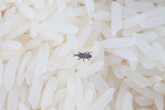 Close up of weevil destroy rice.