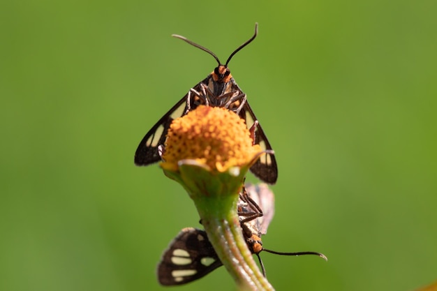 Close-up wespenmot op gras bloemen