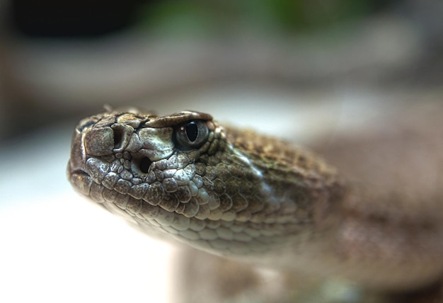 Photo close-up of western diamondback rattlesnake