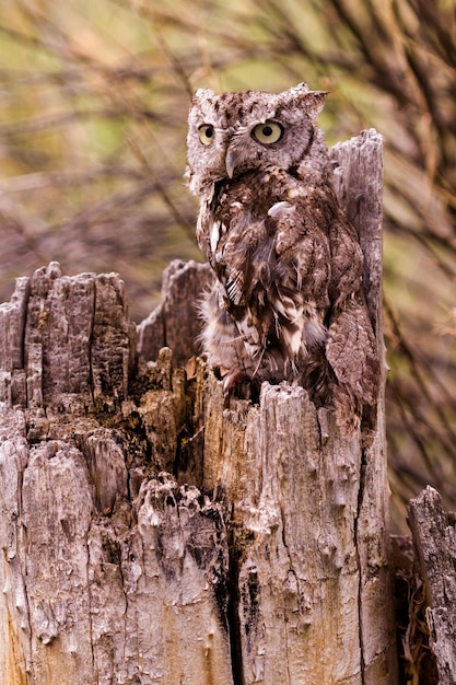 Close up of western screech owl in captivity.