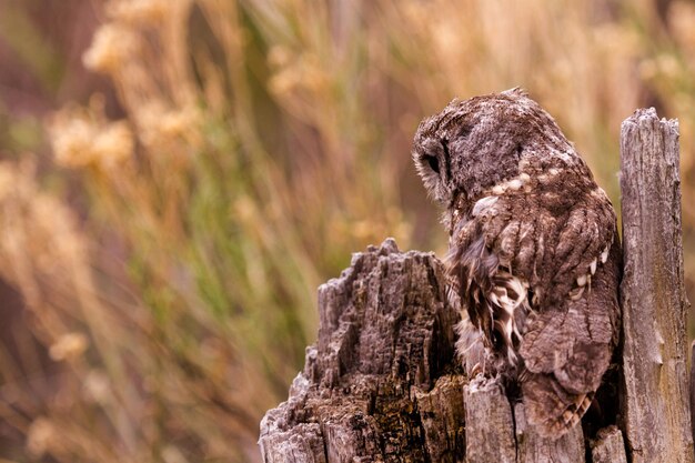 飼育下のニシアメリカオオコノハズクのクローズアップ。