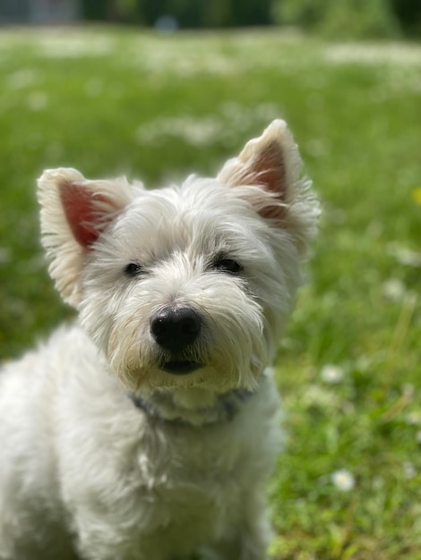 Photo close-up of a westie