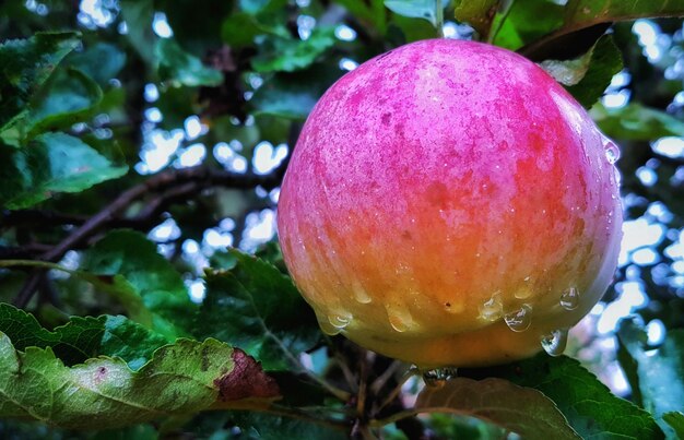 Close-up of wet apple hanging on tree