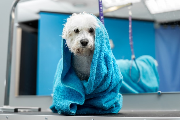 Конец-вверх влажного Bichon Frise обернутого в голубом полотенце на таблице на ветеринарной клинике. Уход и забота о собаках. Маленькая собачка была вымыта перед стрижкой, ей холодно и дрожит