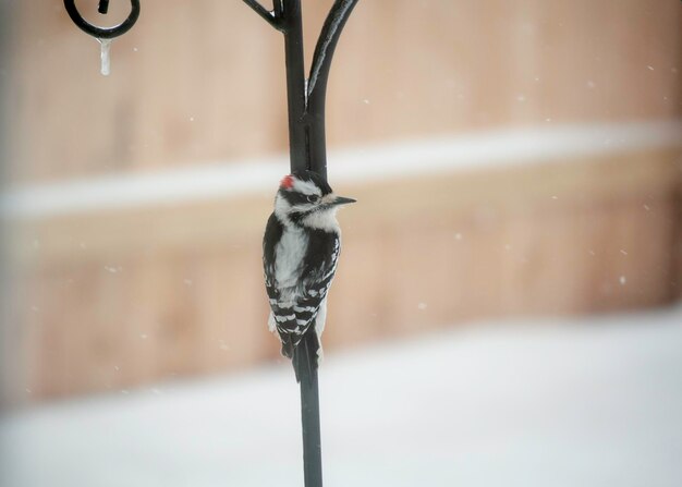 Close-up of wet bird in snow