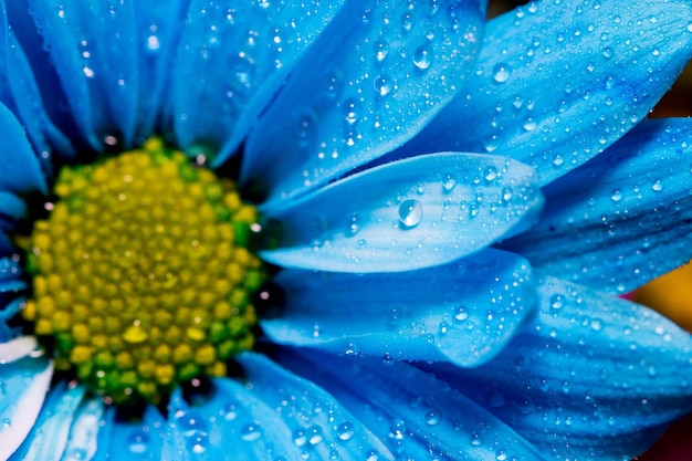 Photo close-up of wet blue flower blooming outdoors