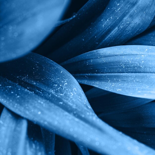 Photo close-up of wet blue flower