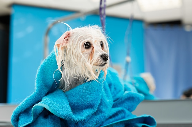 Close up of a wet Bolonka Bolognese wrapped in a blue towel