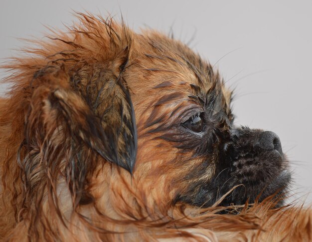 湿った茶色の犬のクローズアップ