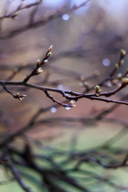 Close up wet brown twig with buds after spring rain concept photo