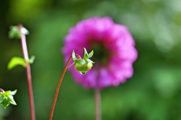 Close-up of wet bud growing at field